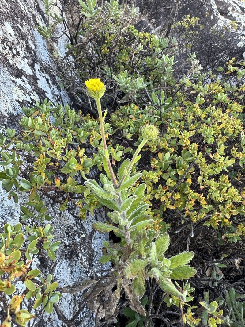 Pulicaria lanata photo 5