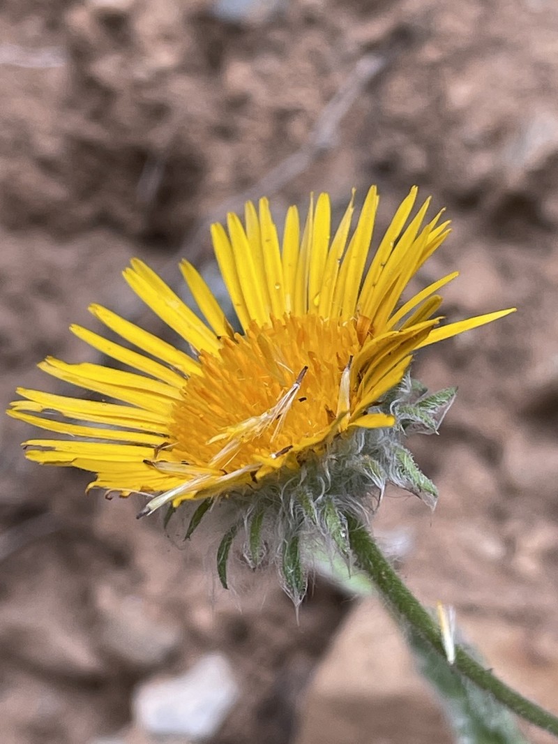Pulicaria mauritanica