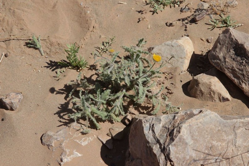Pulicaria mauritanica photo 2