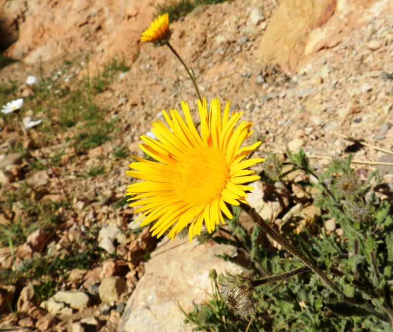 Pulicaria mauritanica photo 3