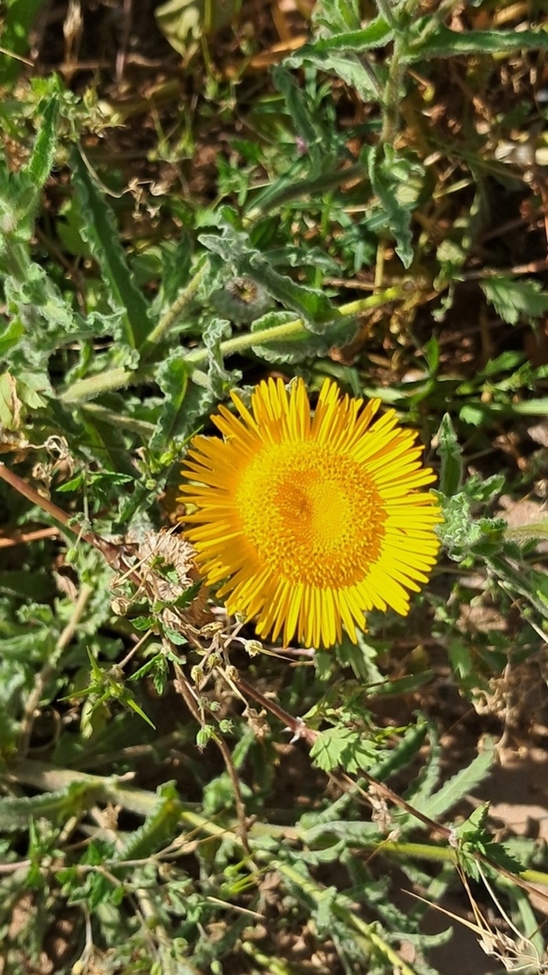 Pulicaria mauritanica photo 4
