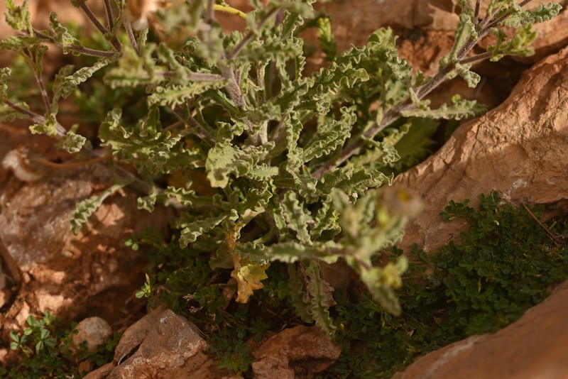 Pulicaria mauritanica photo 5