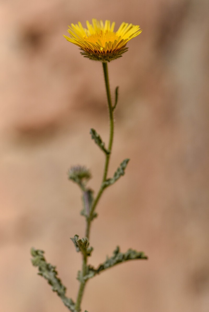Pulicaria mauritanica photo 6