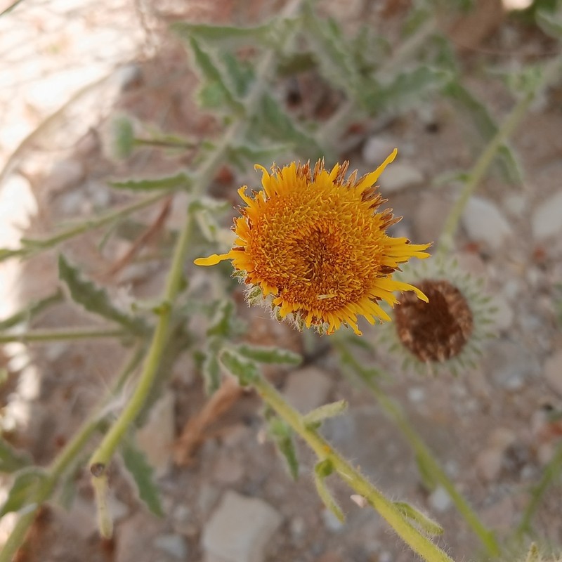 Pulicaria mauritanica photo 7