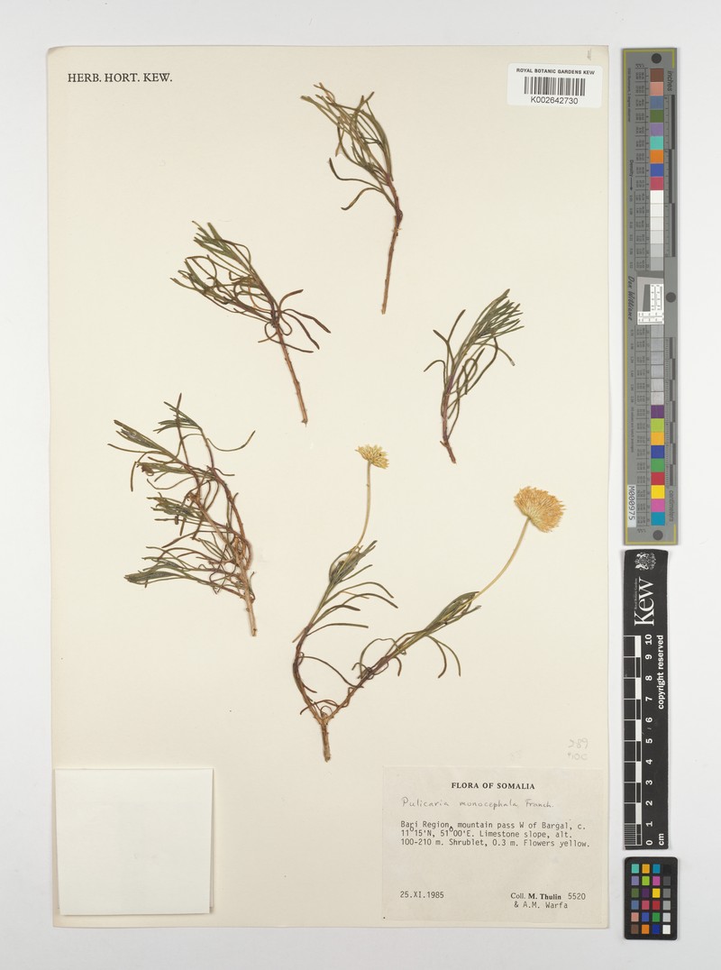 Pulicaria monocephala