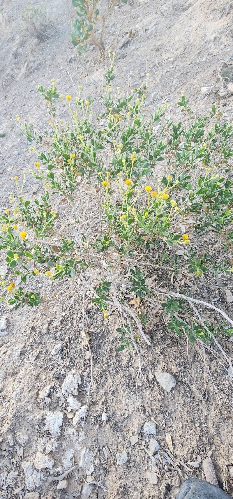 Pulicaria mucronifolia
