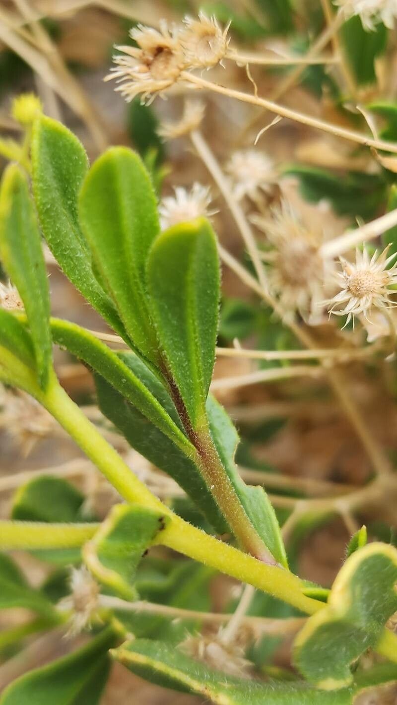 Pulicaria mucronifolia photo 2
