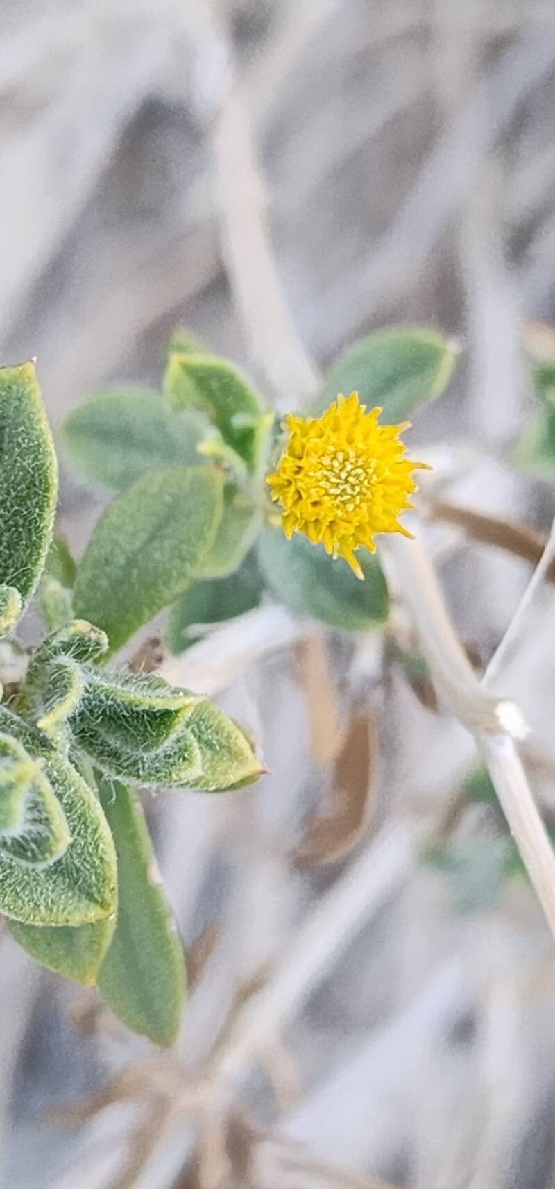 Pulicaria mucronifolia photo 3