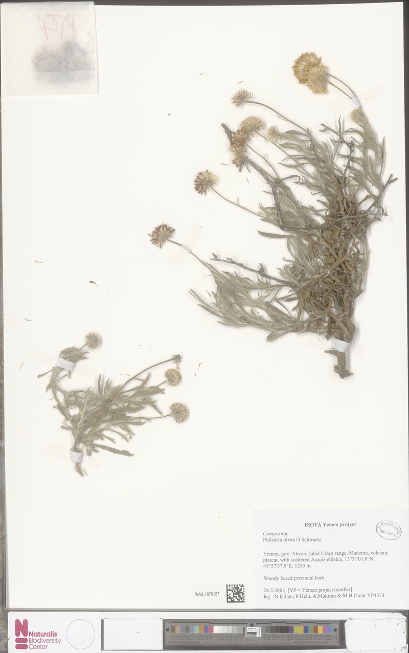 Pulicaria nivea