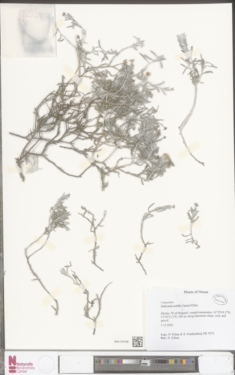 Pulicaria nobilis