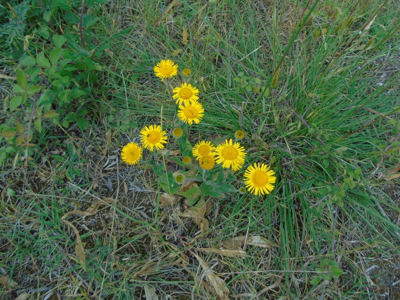 Pulicaria odora photo 2