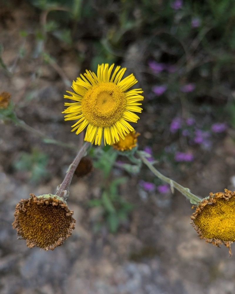 Pulicaria odora photo 3
