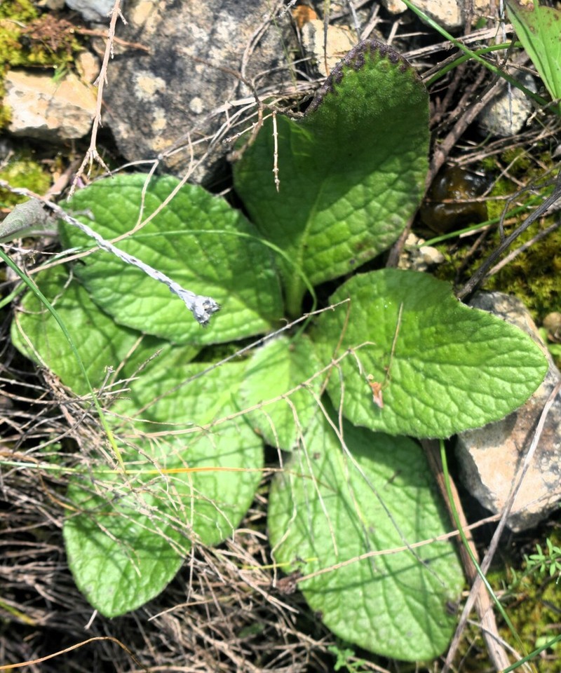 Pulicaria odora photo 4