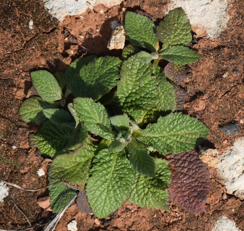 Pulicaria odora photo 5