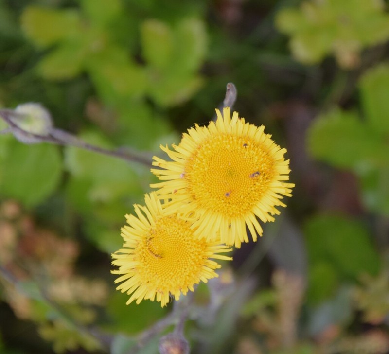 Pulicaria odora photo 6