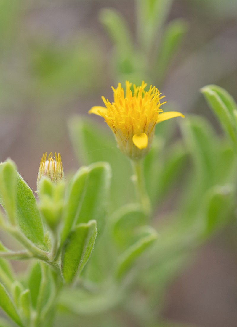 Pulicaria omanensis