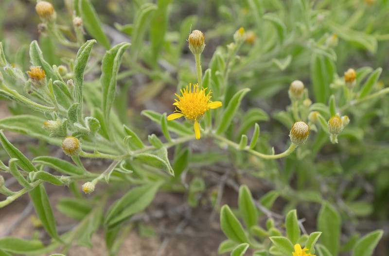 Pulicaria omanensis photo 2