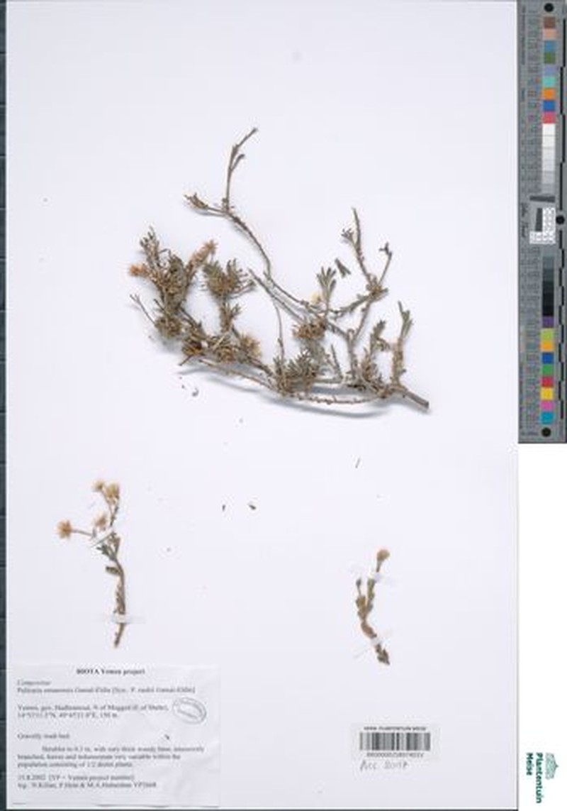 Pulicaria omanensis photo 3