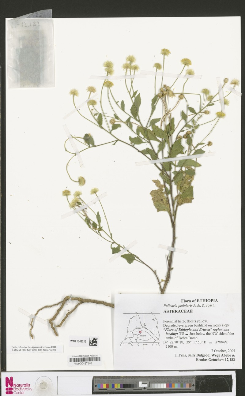 Pulicaria petiolaris