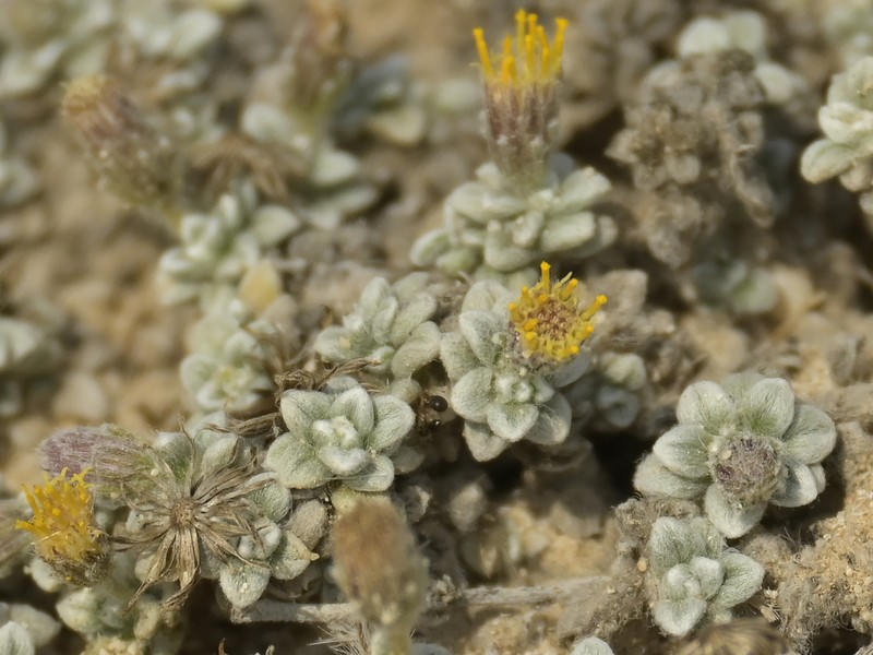 Pulicaria pulvinata photo 2
