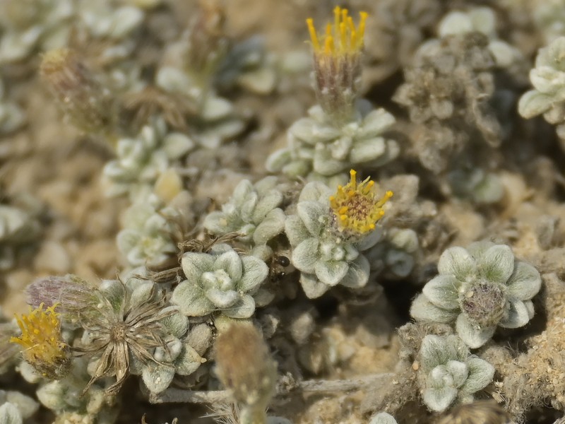 Pulicaria pulvinata photo 3