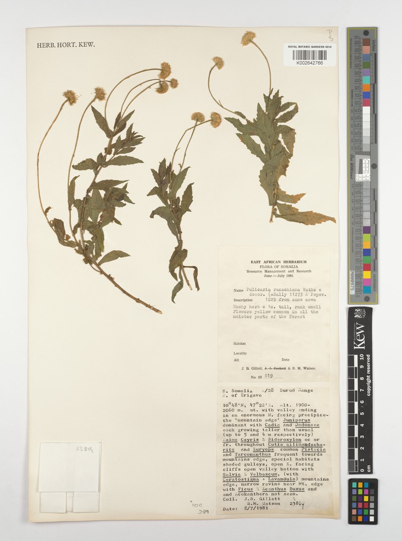 Pulicaria renschiana