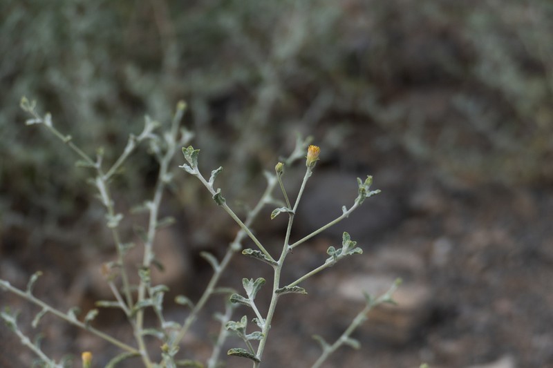 Pulicaria salviifolia photo 2