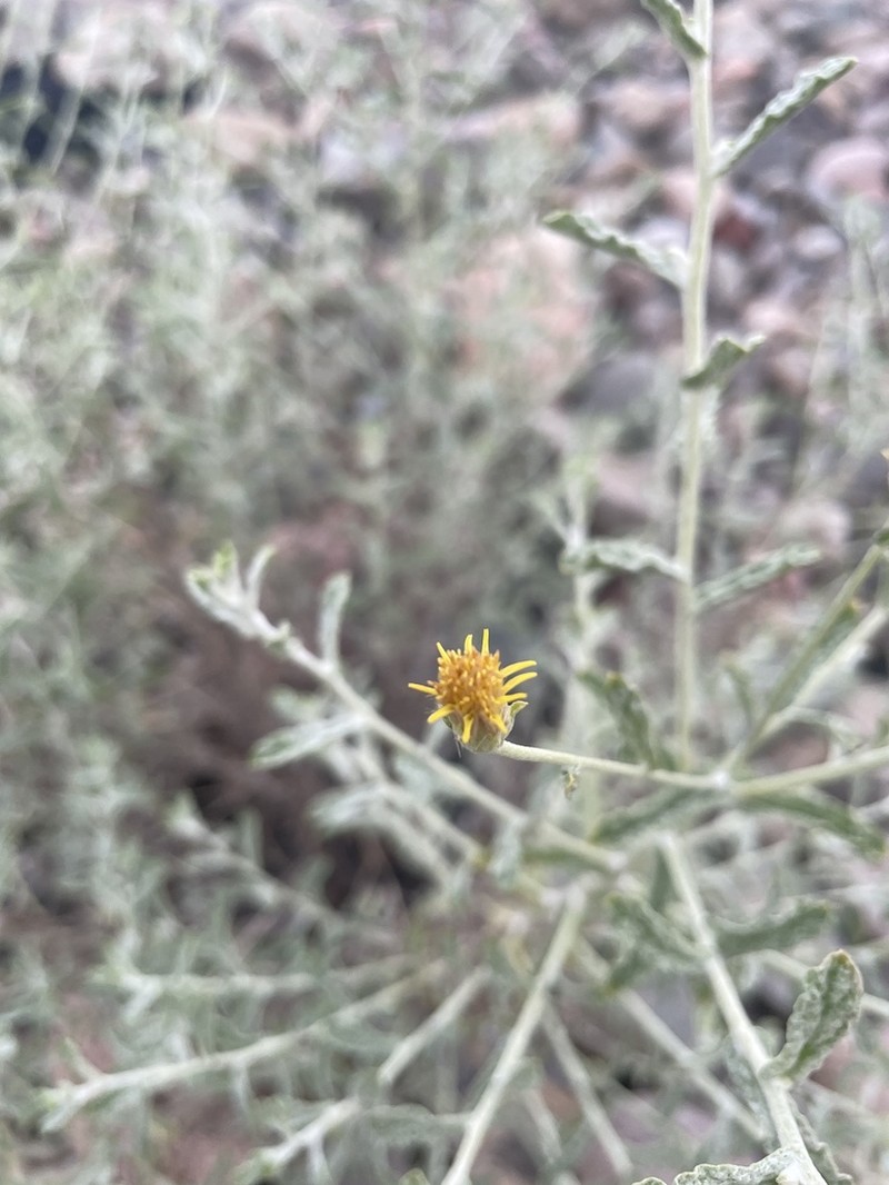 Pulicaria salviifolia photo 3