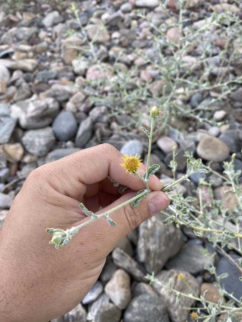 Pulicaria salviifolia photo 4
