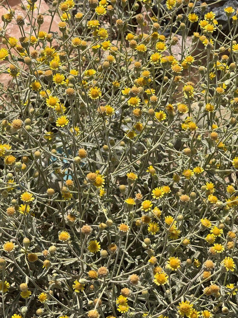 Pulicaria salviifolia photo 5