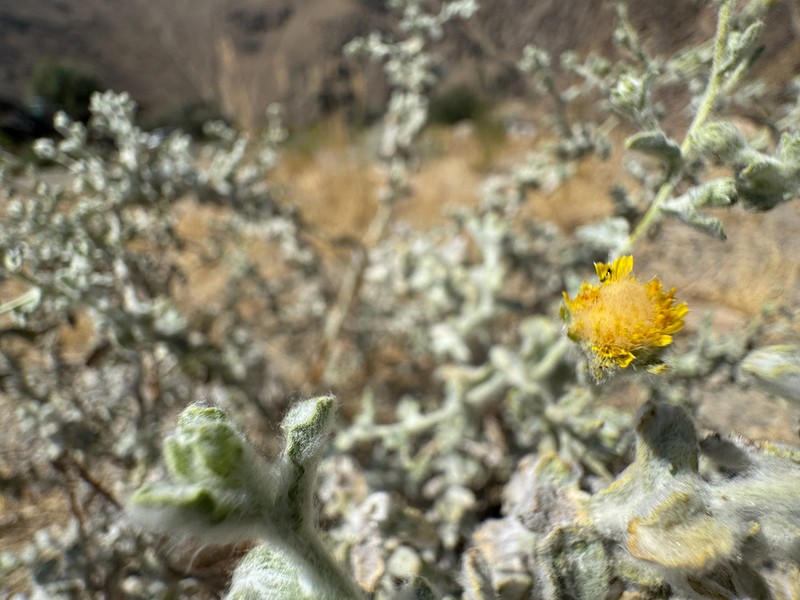 Pulicaria salviifolia photo 6
