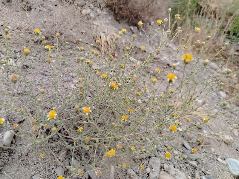 Pulicaria salviifolia photo 7