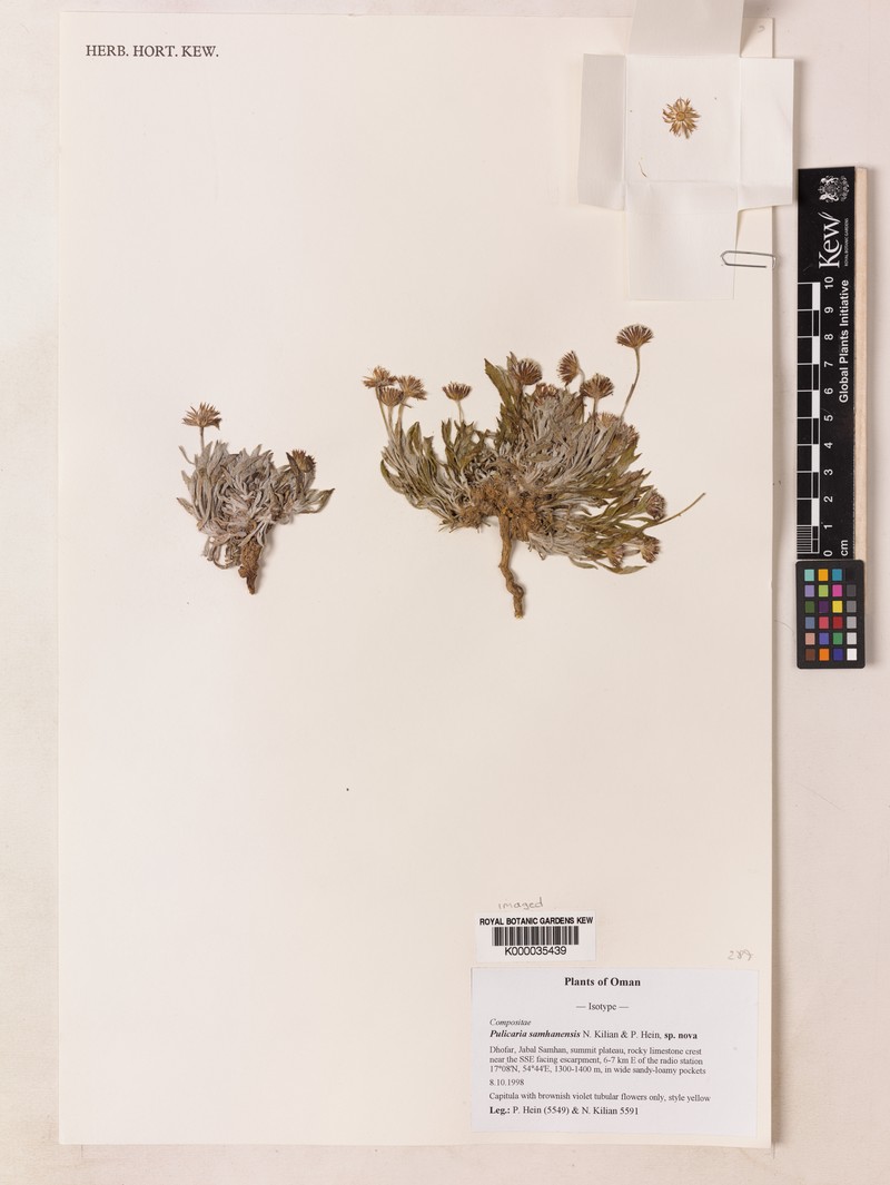 Pulicaria samhanensis