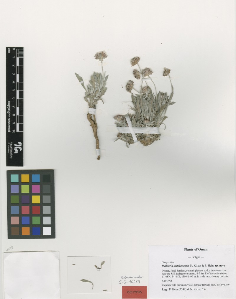 Pulicaria samhanensis photo 2