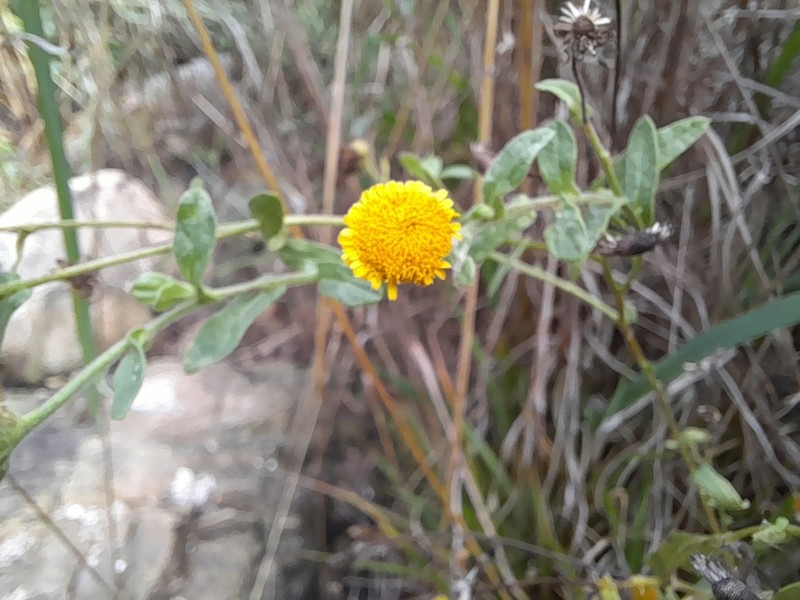 Pulicaria scabra