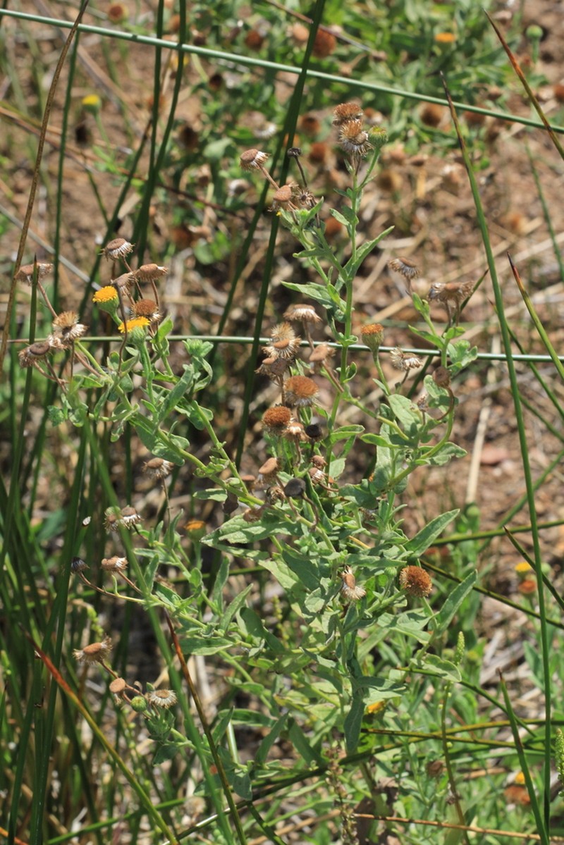 Pulicaria scabra photo 3