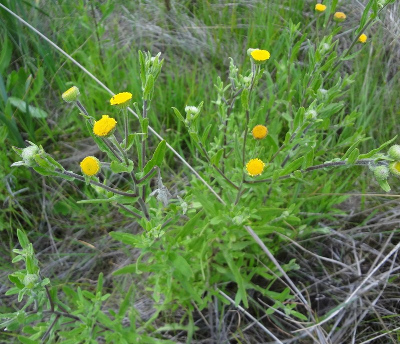 Pulicaria scabra photo 4