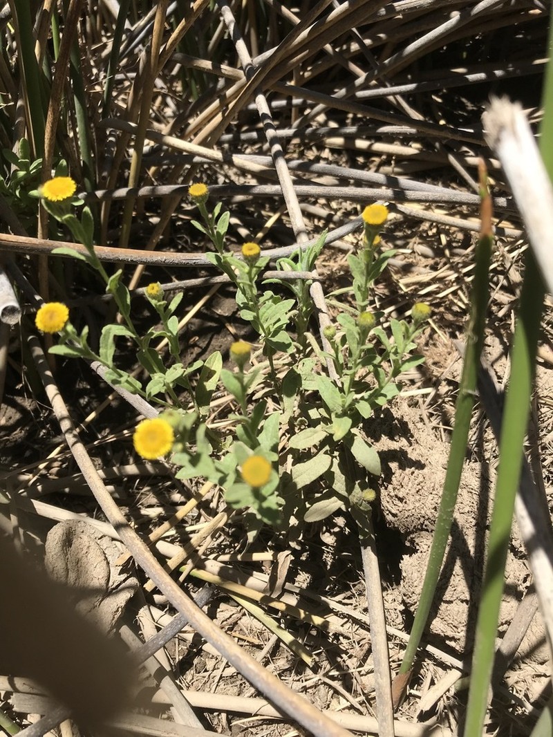 Pulicaria scabra photo 5