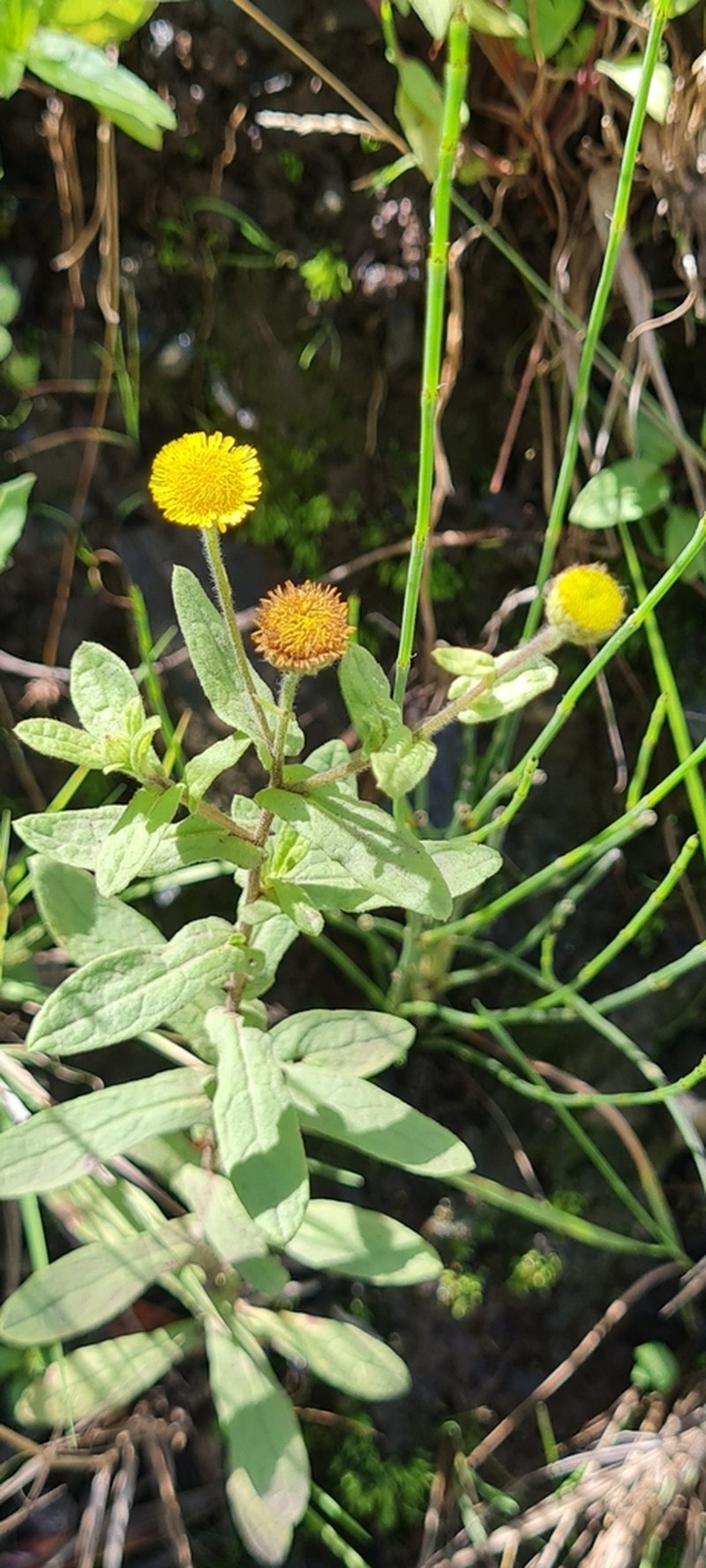 Pulicaria scabra photo 6