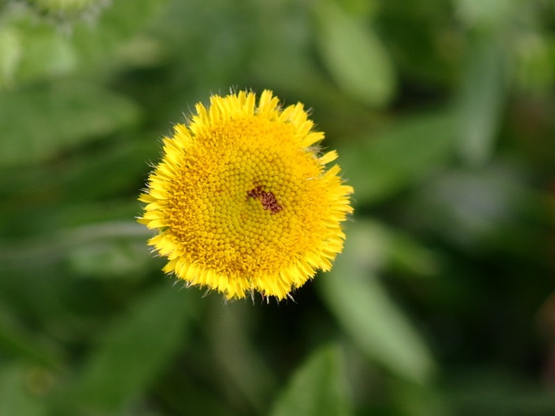 Pulicaria scabra photo 8