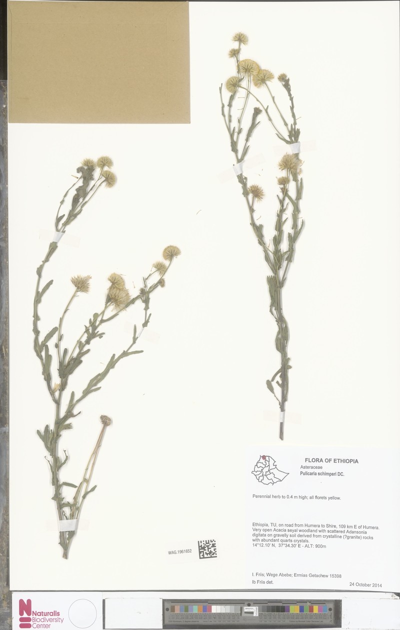 Pulicaria schimperi