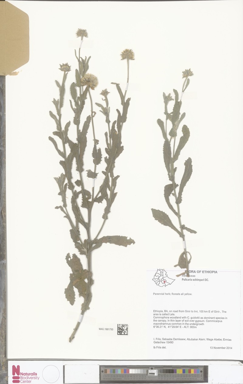 Pulicaria schimperi photo 3