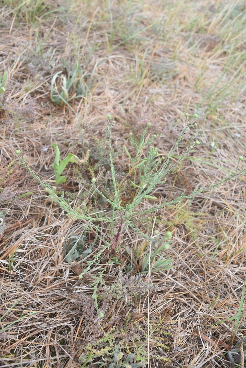 Pulicaria sicula