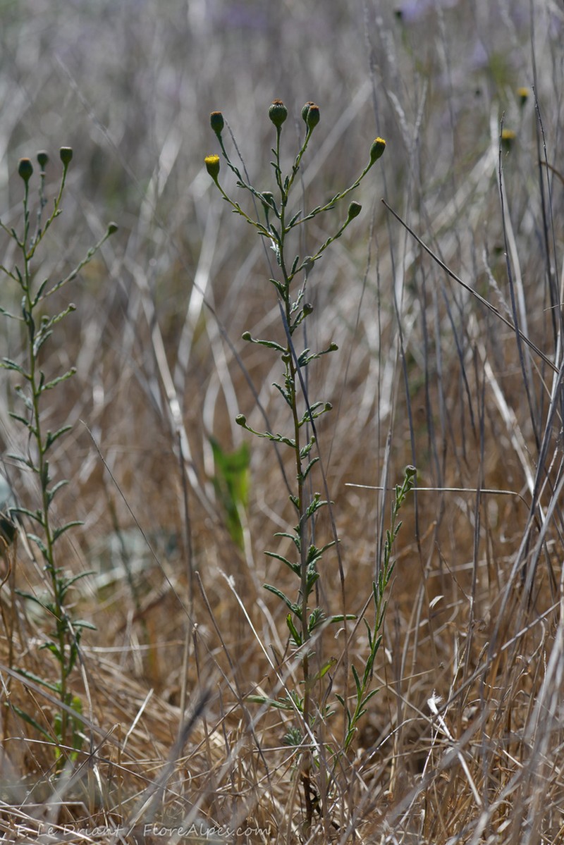 Pulicaria sicula photo 2