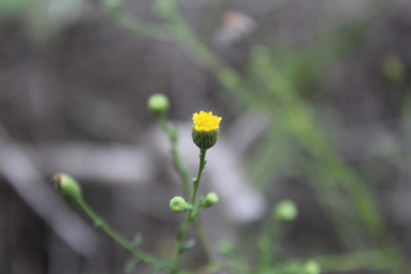 Pulicaria sicula photo 3
