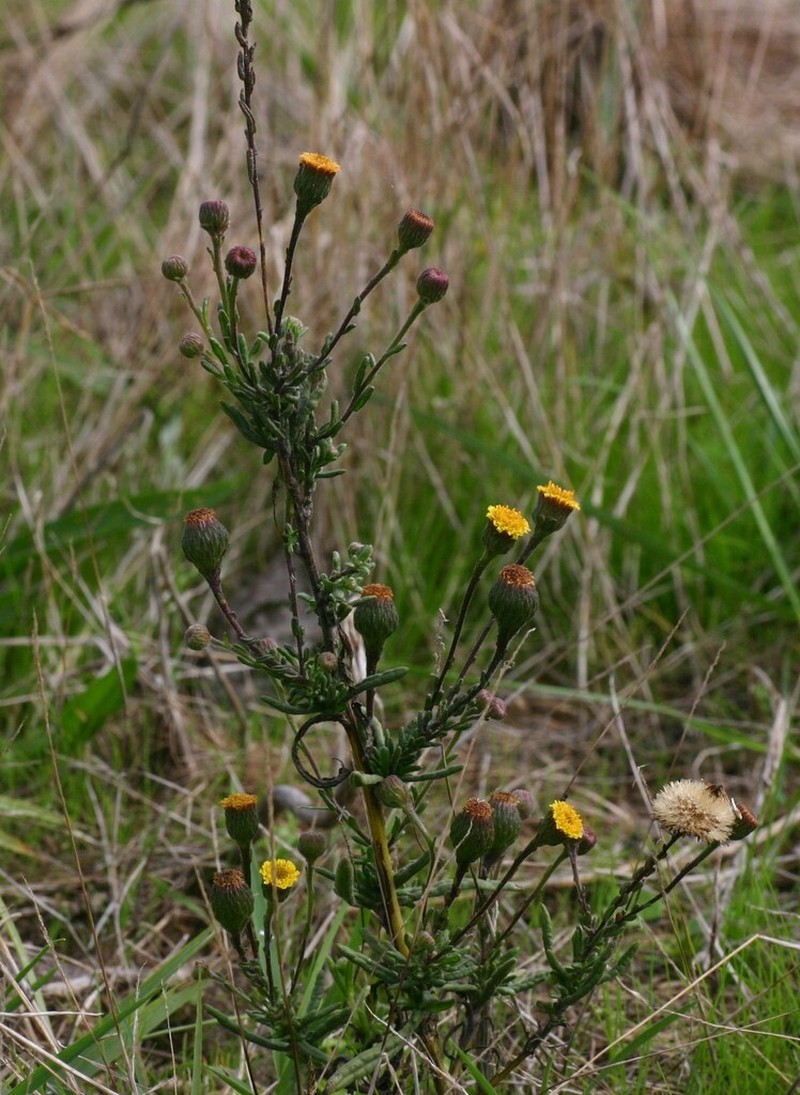 Pulicaria sicula photo 4