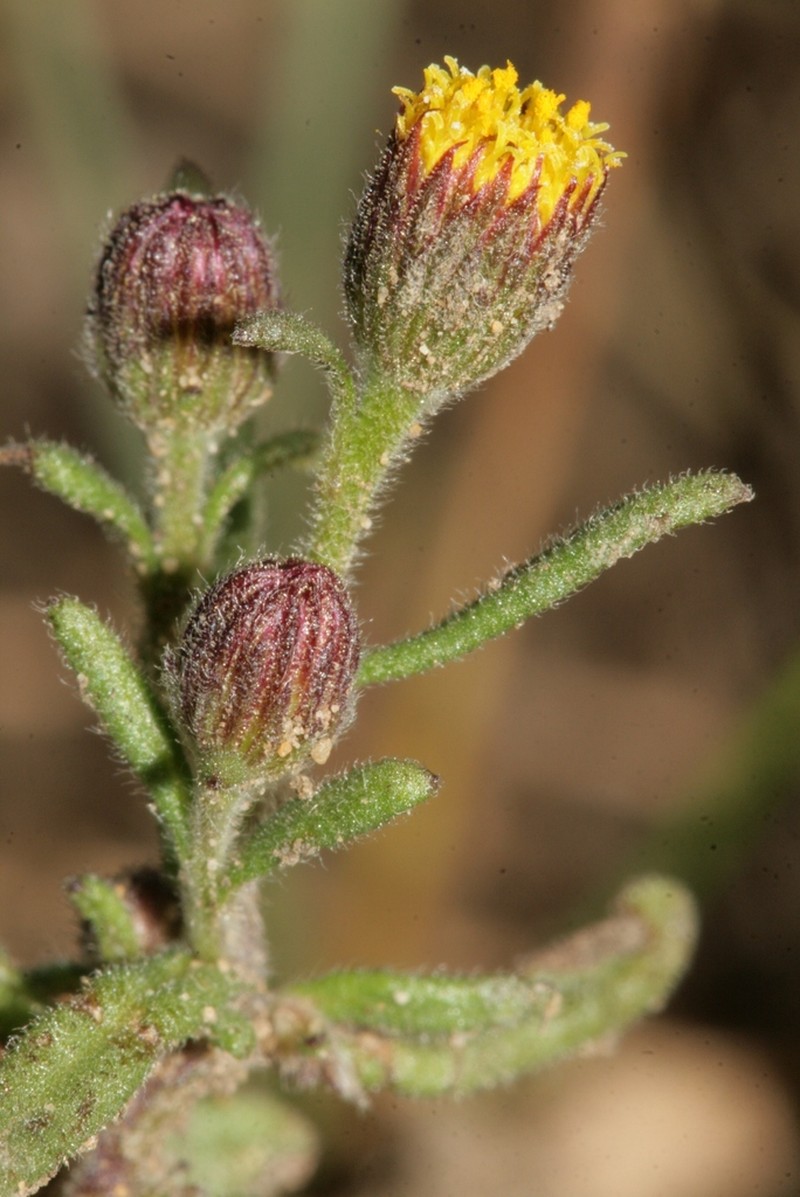 Pulicaria sicula photo 5