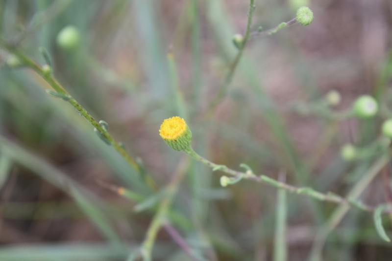 Pulicaria sicula photo 6