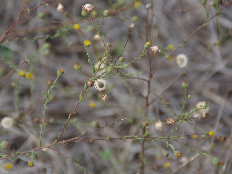 Pulicaria sicula photo 7