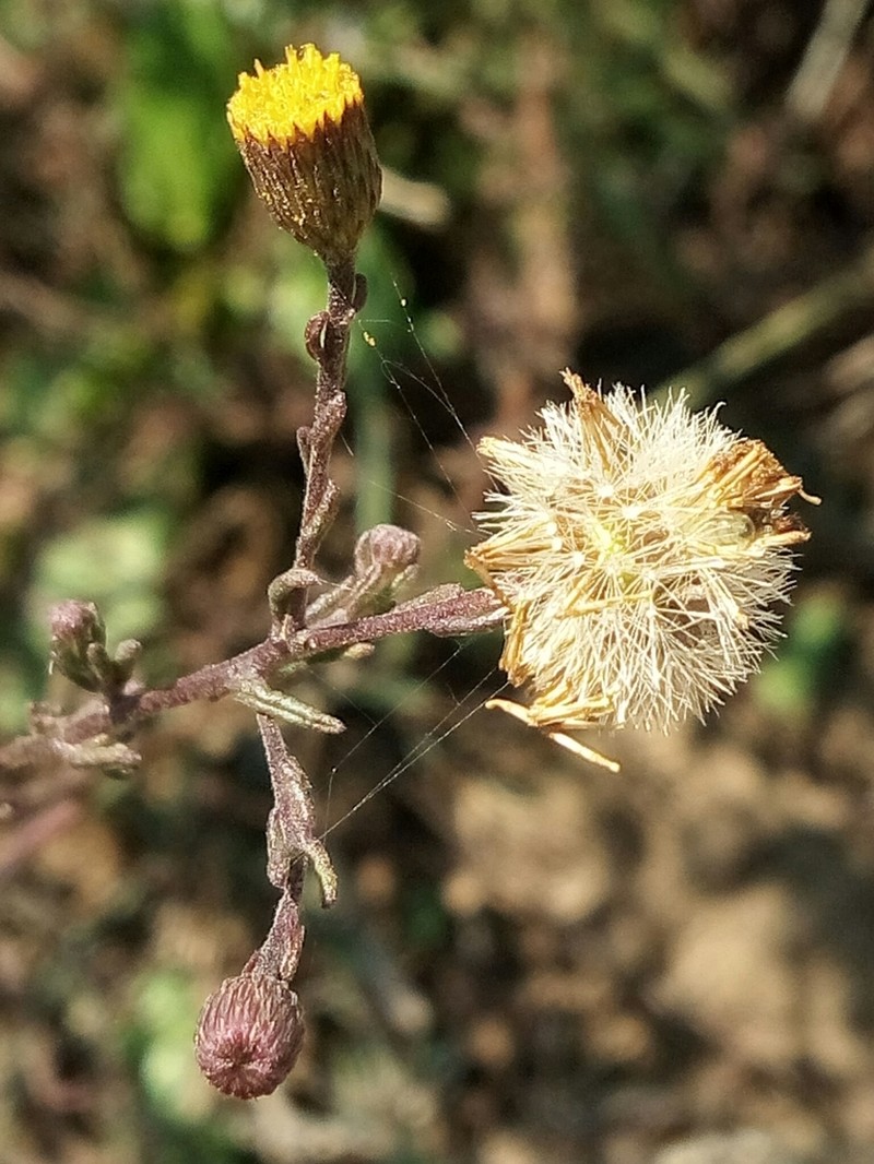 Pulicaria sicula photo 8